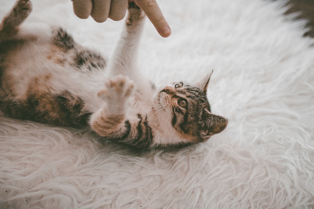 Cat on a carpet